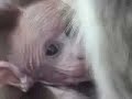 funny monkey funny monkey