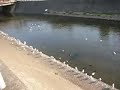 Seagulls in Shukugawa river