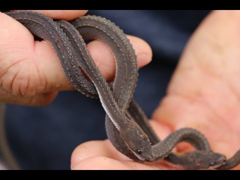 YouTube reptile video