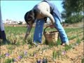 Madridejos - Cogiendo la Rosa del Azafrán
