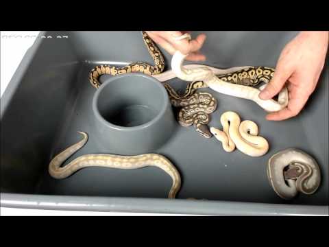 YouTube reptile video