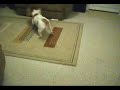 Metal Mutt Mosh