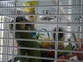 funny parot