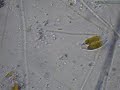 Diatom Encounters Roadblock