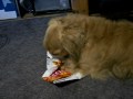 ����������å����ե�ɤΥ饹��:YouTube������=31��
