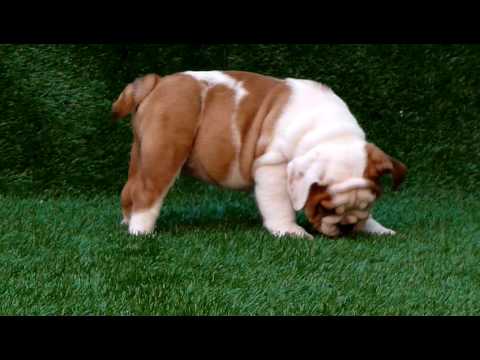 bull dog