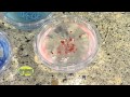 Molecular Gastronomy - Cool Science Experiment ...
