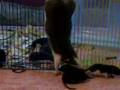Momma Rat Retrieving Baby Rat