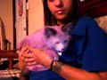 purple kitty