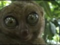 re-dramatic-lemur.html