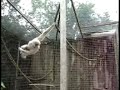 The Funky Gibbon