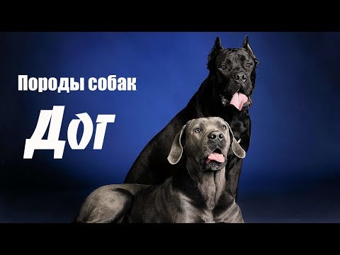 YouTube Трейлер