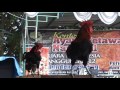 KONTES AYAM KETAWA NASIONAL