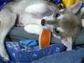 Kumho Chewing a bone