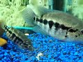Dovii FRY,,Bitch fight update!!