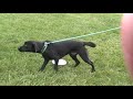 Wag On Inn Rescue Shadow male Lab mix pup Nov 27 2009 .MOD