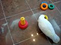 Parrots - Jesse Family - Fan Tun is playing game