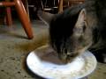 Kitten eats Vege-scallops