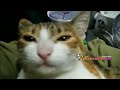 Il gatto parlante chiama la mamma - YouTube