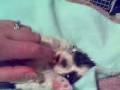 videos de Shih tzu puppy