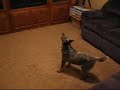 Cattle dog puppy hates the ceiling fan #1