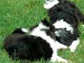 Buster and Tallulah