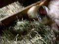 goat labor8