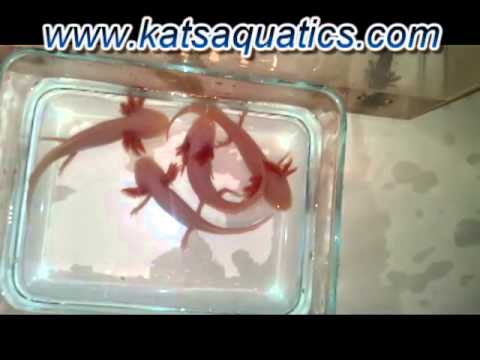 how to make axolotl gills grow