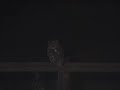 Tawny Owl 3