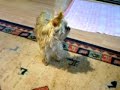 Humping Yorkie