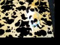 This is my cat September. Can you see the Invisible Cat