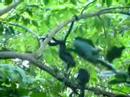 Alouatta palliata