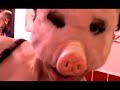 ULTRAPLAYBACK Ciclonita Yé Yé