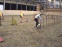 Training, Steffi mit Tino, am 09.11.08