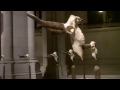 Click here to watch this video Pronghorn Angela Davis