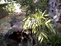 Tasmanian Devil