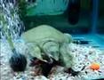 Soft shell turtle BoMpaAa