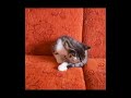 h?�k?ran kedi