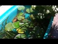 Click here to watch this video Tub pond
