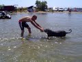 mastino on vaccation in spain mastino on vaccation in spain