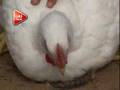 CURIOSIDADE: FRANGO CHAMA ATENÇÃO EM CAMBUÍ