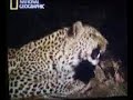 leopar leopar