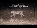Bobcat Caught on Trail Camera