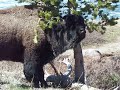 buffalo close up.mov