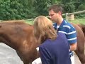 Horse Microchipping Horse Microchipping