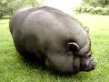 Pot-Bellied Pig in Vermont
