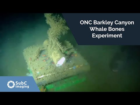 ONC Barkley Canyon Whale Bones Experiment