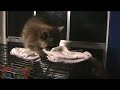 My Racoon!
