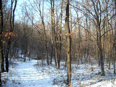 cai de padure - Conacul Archia si clubul hipic va invita sa va bucurati in anul 2012 de urmatoarele servicii: -cursuri de calarie -iesiri calare in natura -drumetii calare ....