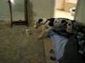 Great Dane Puppy bedtime craziness!